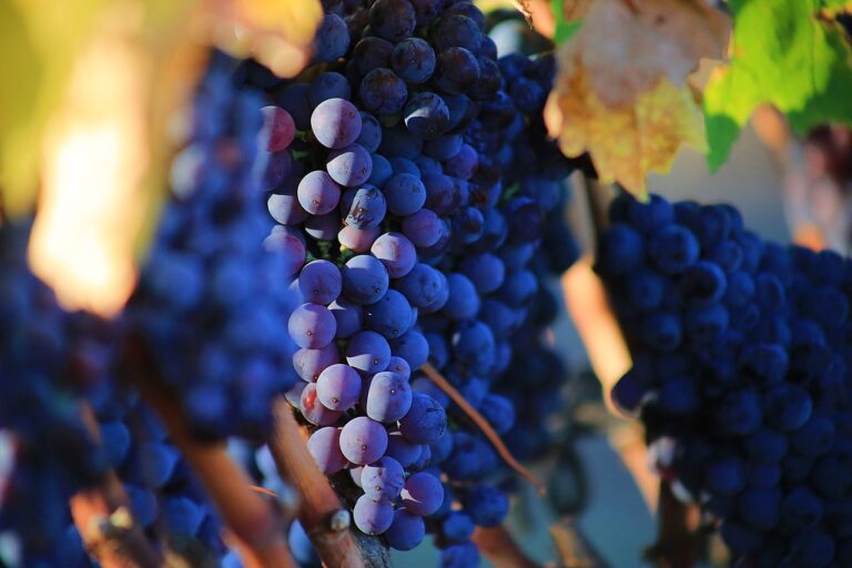 grape-2749369_1280